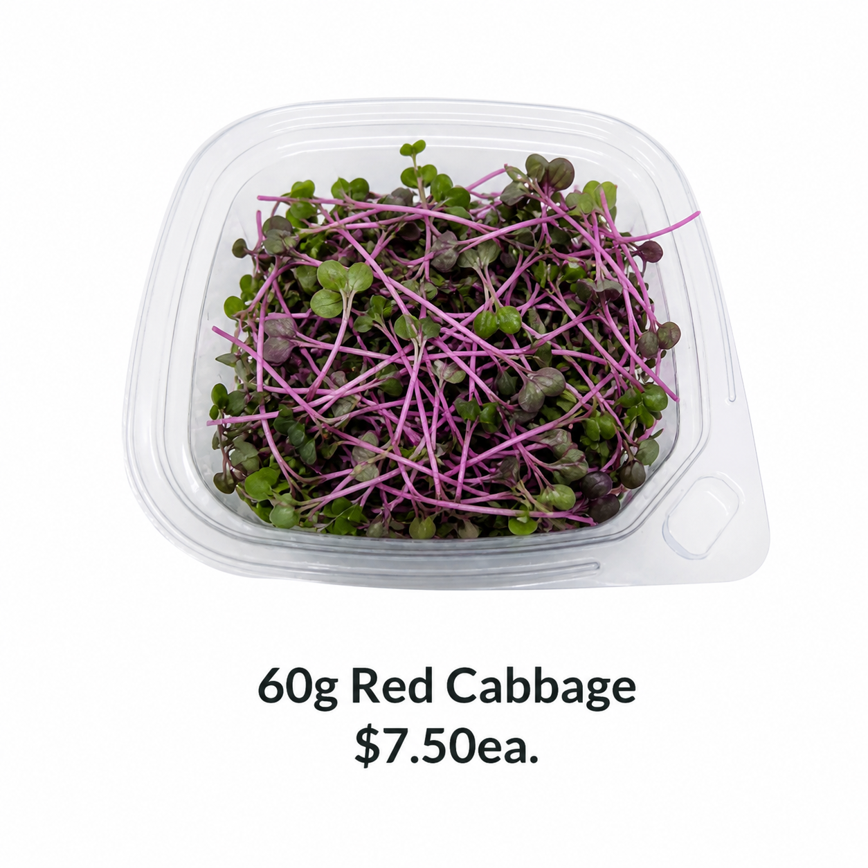 60g Red Cabbage Microgreens punnet